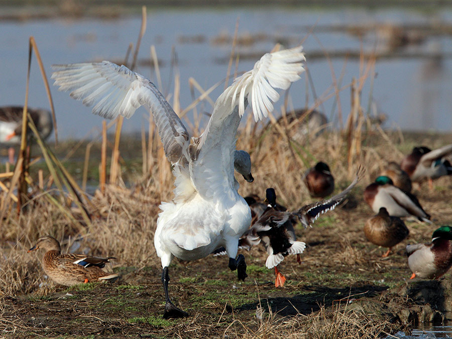 Cigno furioso: Cigno selvatico (Cygnus  cygnus)